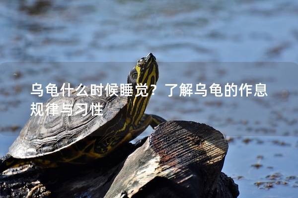 乌龟什么时候睡觉？了解乌龟的作息规律与习性