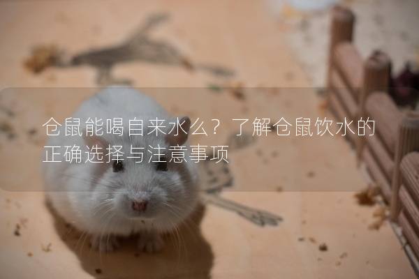 仓鼠能喝自来水么？了解仓鼠饮水的正确选择与注意事项