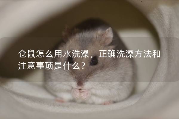 仓鼠怎么用水洗澡，正确洗澡方法和注意事项是什么？
