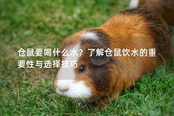 仓鼠要喝什么水？了解仓鼠饮水的重要性与选择技巧