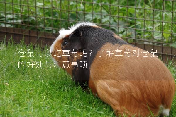 仓鼠可以吃草莓吗？了解草莓对仓鼠的好处与注意事项