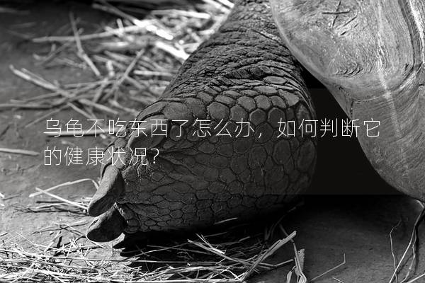 乌龟不吃东西了怎么办，如何判断它的健康状况？