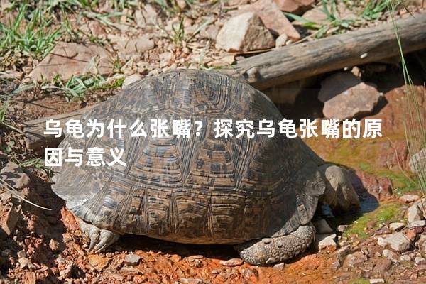乌龟为什么张嘴？探究乌龟张嘴的原因与意义