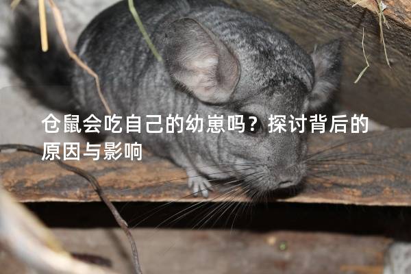 仓鼠会吃自己的幼崽吗？探讨背后的原因与影响