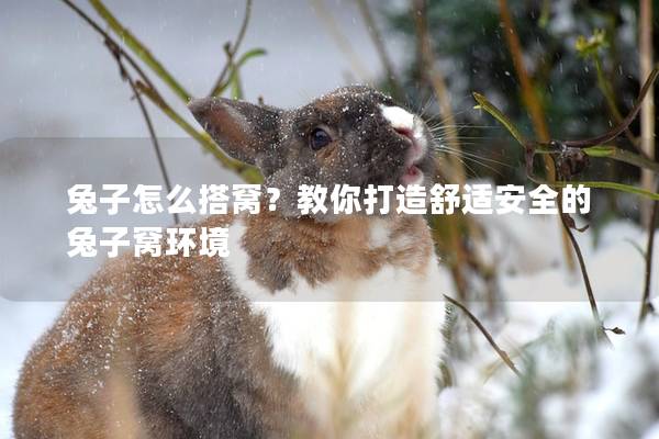 兔子怎么搭窝？教你打造舒适安全的兔子窝环境