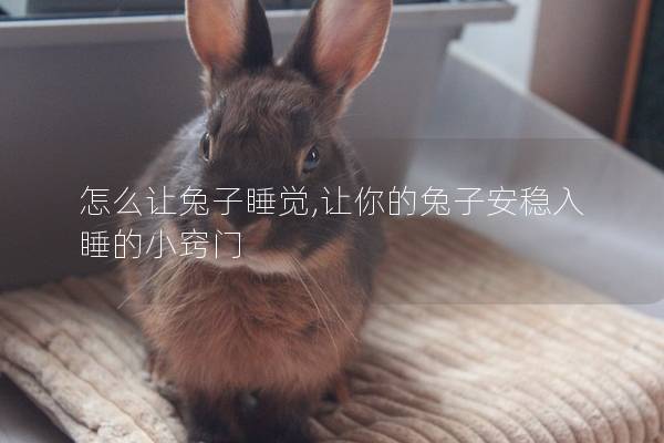 怎么让兔子睡觉,让你的兔子安稳入睡的小窍门