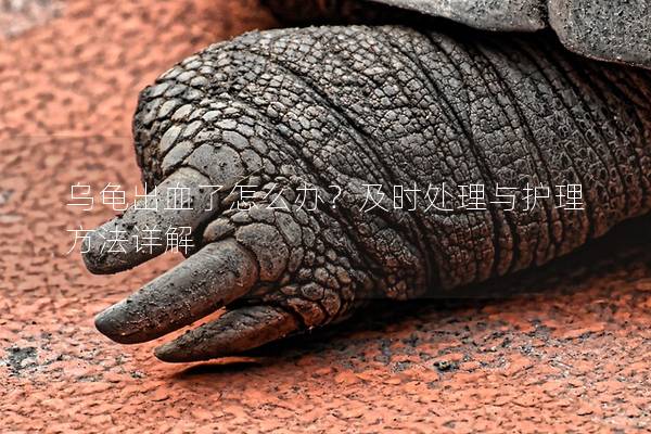 乌龟出血了怎么办？及时处理与护理方法详解