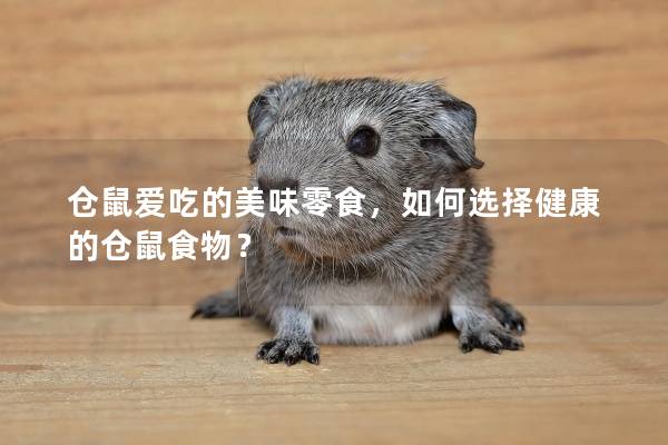 仓鼠爱吃的美味零食，如何选择健康的仓鼠食物？