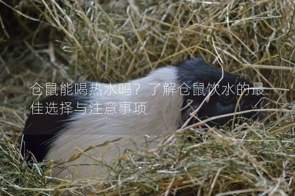 仓鼠能喝热水吗？了解仓鼠饮水的最佳选择与注意事项
