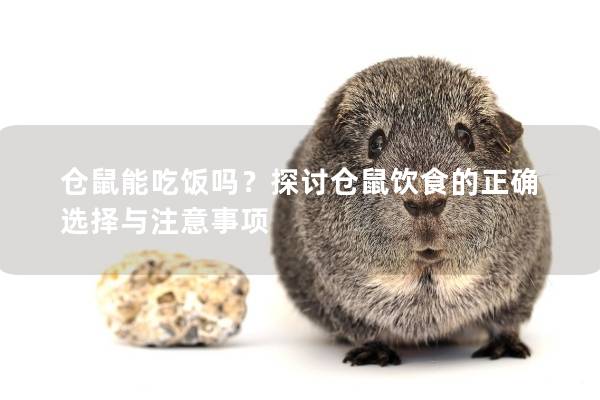 仓鼠能吃饭吗？探讨仓鼠饮食的正确选择与注意事项