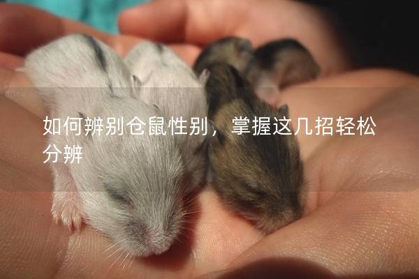 如何辨别仓鼠性别，掌握这几招轻松分辨