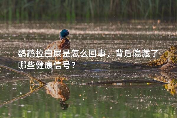 鹦鹉拉白屎是怎么回事，背后隐藏了哪些健康信号？