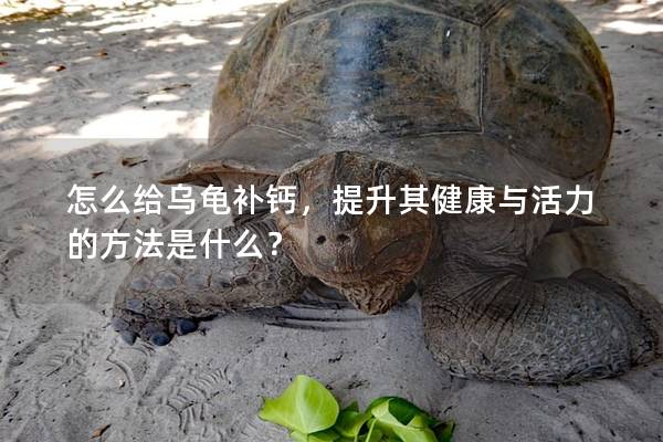 怎么给乌龟补钙，提升其健康与活力的方法是什么？