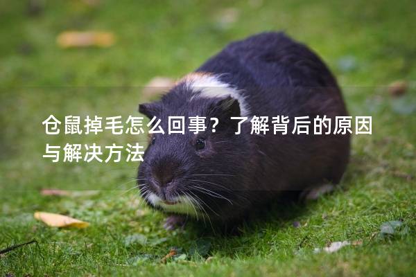 仓鼠掉毛怎么回事？了解背后的原因与解决方法