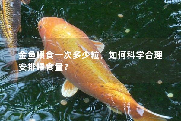 金鱼喂食一次多少粒，如何科学合理安排喂食量？