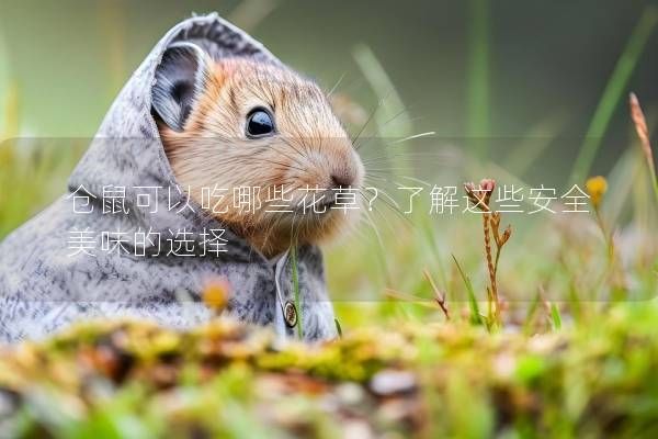 仓鼠可以吃哪些花草？了解这些安全美味的选择