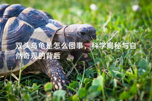 双头乌龟是怎么回事，科学揭秘与自然奇观的背后