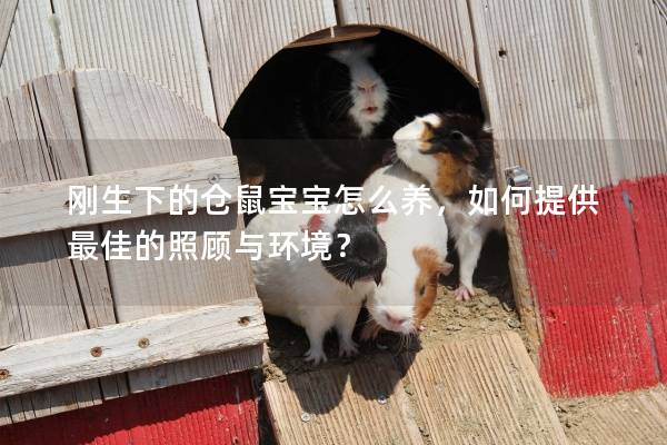 刚生下的仓鼠宝宝怎么养，如何提供最佳的照顾与环境？