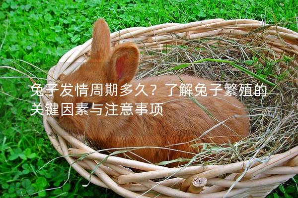 兔子发情周期多久？了解兔子繁殖的关键因素与注意事项