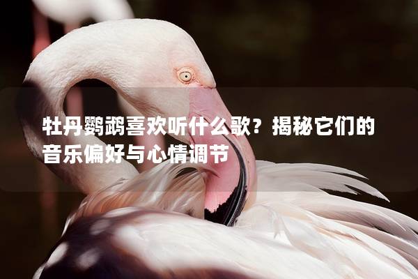 牡丹鹦鹉喜欢听什么歌？揭秘它们的音乐偏好与心情调节