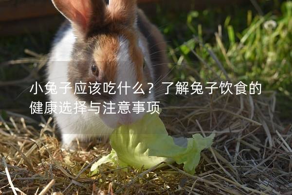 小兔子应该吃什么？了解兔子饮食的健康选择与注意事项