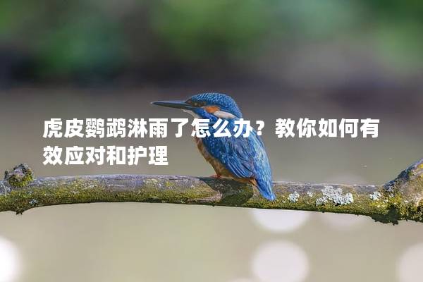 虎皮鹦鹉淋雨了怎么办？教你如何有效应对和护理