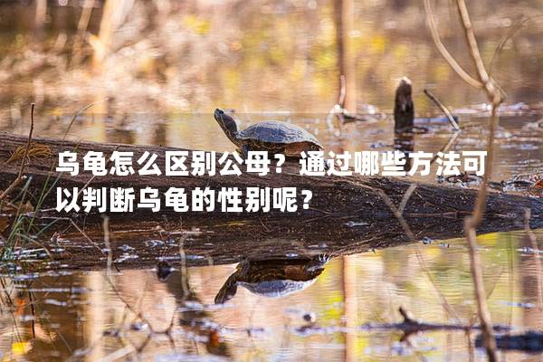 乌龟怎么区别公母？通过哪些方法可以判断乌龟的性别呢？