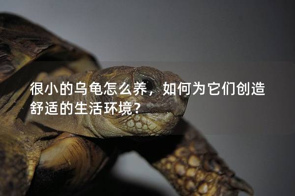 很小的乌龟怎么养，如何为它们创造舒适的生活环境？