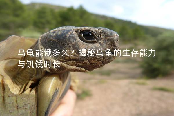 乌龟能饿多久？揭秘乌龟的生存能力与饥饿时长
