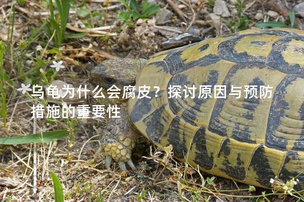 乌龟为什么会腐皮？探讨原因与预防措施的重要性