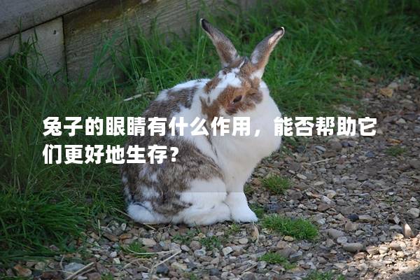 兔子的眼睛有什么作用，能否帮助它们更好地生存？