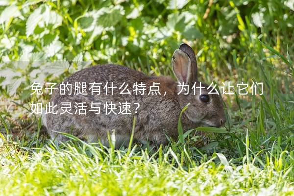 兔子的腿有什么特点，为什么让它们如此灵活与快速？