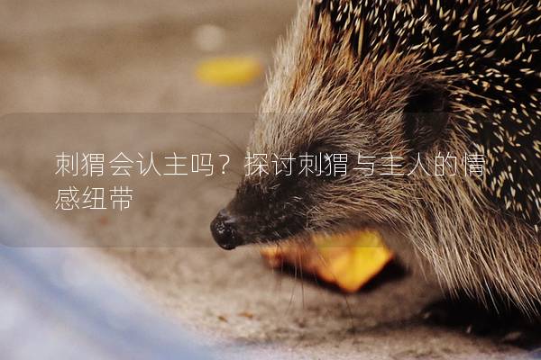 刺猬会认主吗？探讨刺猬与主人的情感纽带