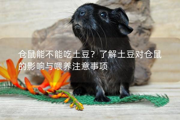 仓鼠能不能吃土豆？了解土豆对仓鼠的影响与喂养注意事项
