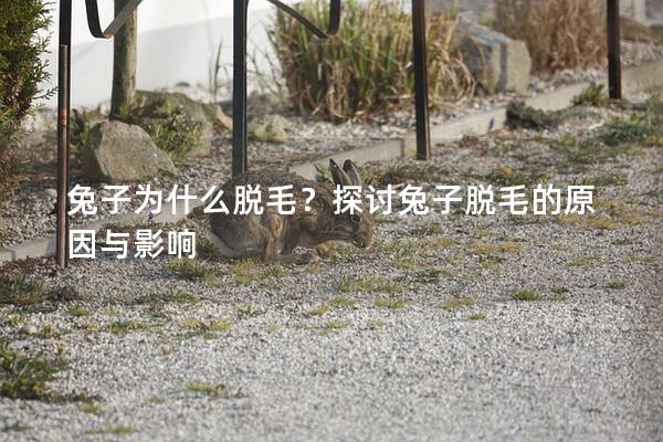 兔子为什么脱毛？探讨兔子脱毛的原因与影响