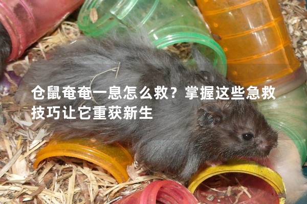 仓鼠奄奄一息怎么救？掌握这些急救技巧让它重获新生