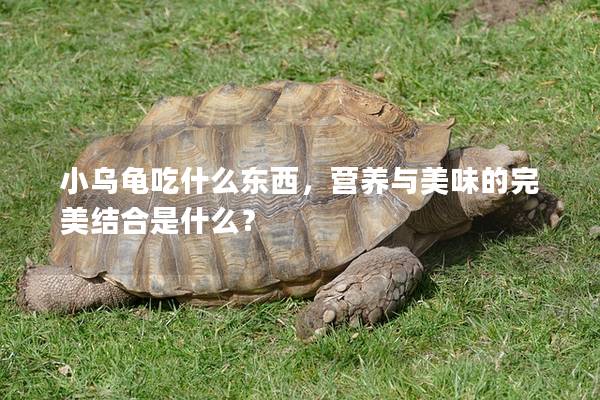 小乌龟吃什么东西，营养与美味的完美结合是什么？