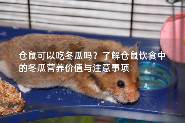 仓鼠可以吃冬瓜吗？了解仓鼠饮食中的冬瓜营养价值与注意事项