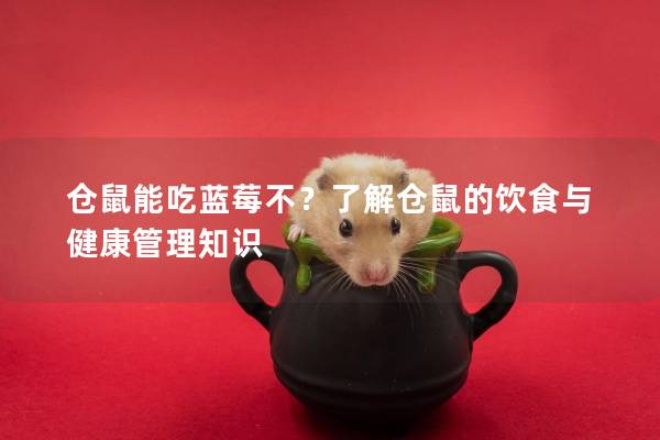 仓鼠能吃蓝莓不？了解仓鼠的饮食与健康管理知识