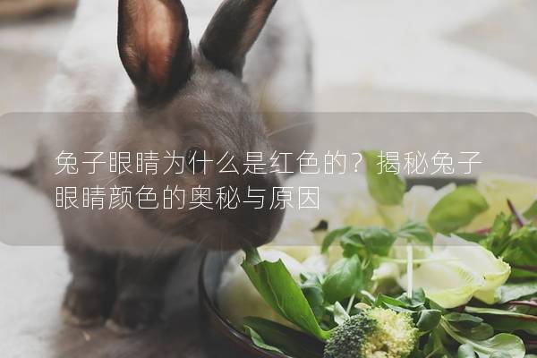 兔子眼睛为什么是红色的？揭秘兔子眼睛颜色的奥秘与原因