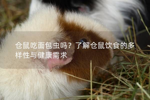 仓鼠吃面包虫吗？了解仓鼠饮食的多样性与健康需求