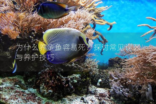 为什么养金鱼容易死？探讨常见误区与养护技巧