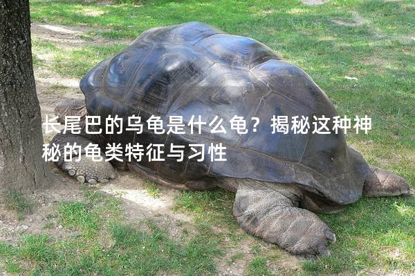长尾巴的乌龟是什么龟？揭秘这种神秘的龟类特征与习性