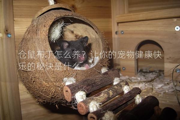 仓鼠布丁怎么养？让你的宠物健康快乐的秘诀是什么