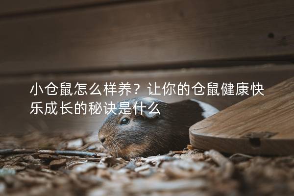 小仓鼠怎么样养？让你的仓鼠健康快乐成长的秘诀是什么