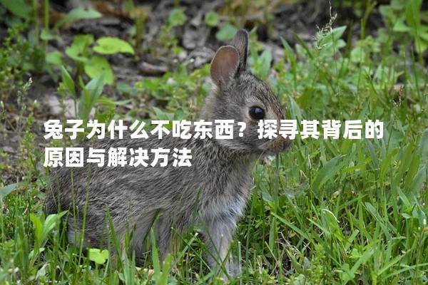 兔子为什么不吃东西？探寻其背后的原因与解决方法