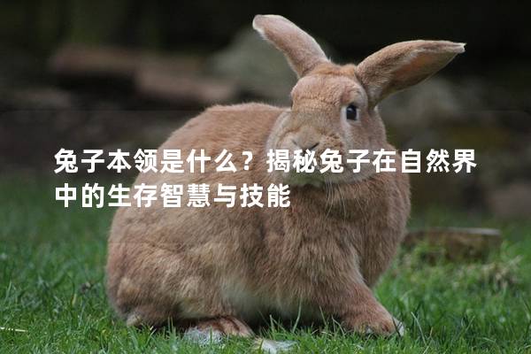 兔子本领是什么？揭秘兔子在自然界中的生存智慧与技能