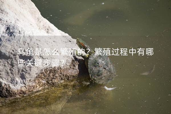 乌龟是怎么繁殖的？繁殖过程中有哪些关键步骤？