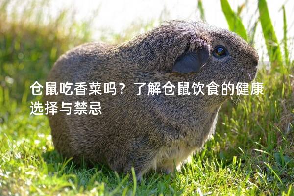 仓鼠吃香菜吗？了解仓鼠饮食的健康选择与禁忌