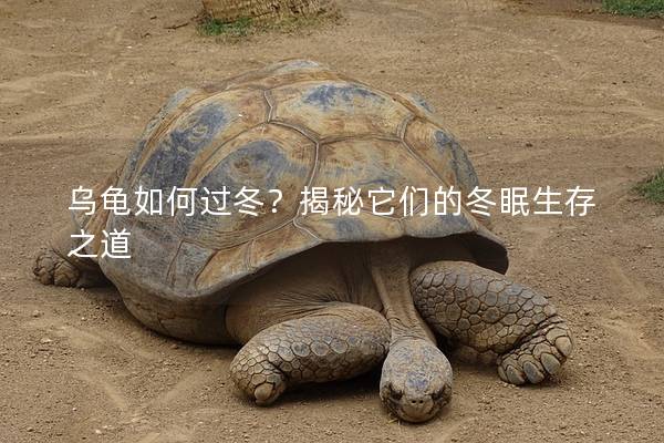 乌龟如何过冬？揭秘它们的冬眠生存之道